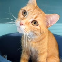 MIMI, chatte à adopter