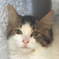 Splash, chat à adopter