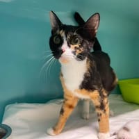 TIGRESSE, chatte à adopter