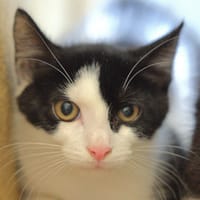 Boom, chat à adopter
