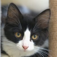 Zoup, chat à adopter