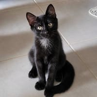 REGLISSE, chat à adopter