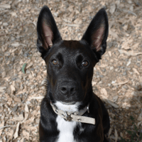 Hermes, chien à adopter