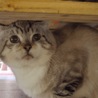 MERLIN, chat à adopter
