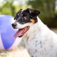 OLA (réservée) OAA20097, chienne à adopter