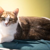 SPEEDY A17531, chatte à adopter