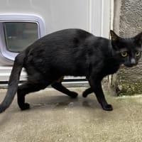 RIHANNA, chatte à adopter