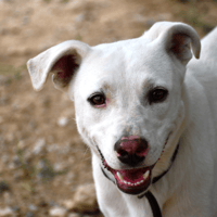 ANORA, chienne à adopter