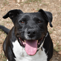 Fybie, chienne à adopter