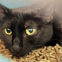 LOR, chatte à adopter