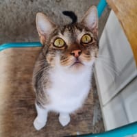 CRAPETTE (a trouvé sa famille), chatte à adopter