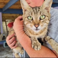 PHIBELLE (en cours d'adoption), chatte à adopter