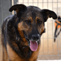 PAKO, chien à adopter