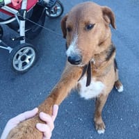 THULITA, chienne à adopter