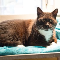 NEWTON (réservé) A17494, chat à adopter