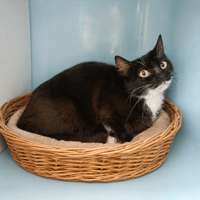 BARCOLA QCT, chatte à adopter