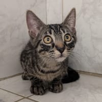 BONBON, chat à adopter