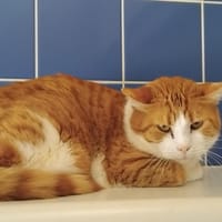 EXOR PAB29008, chat à adopter