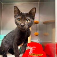 FLEUR, chatte à adopter