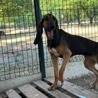 SHY, chienne à adopter