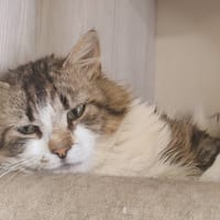 guilly, chat à adopter