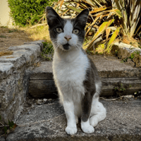 RAYKI, chat à adopter