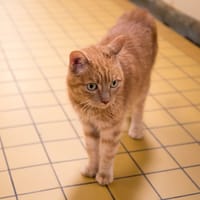 MILA A17424, chatte à adopter
