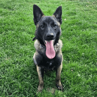 MABROUCK, chien à adopter