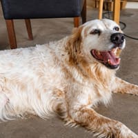 LOUNA, chienne à adopter