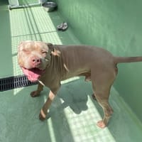 Poufpouf, chien à adopter