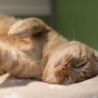 CAPTAIN CROQUETTES A17451, chat à adopter