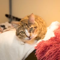 POUPETTE (RESERVEE) A17431, chatte à adopter