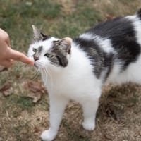 JASMINE A17378, chatte à adopter