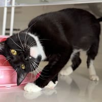 MABOUYA, chat à adopter