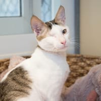 RIKY A17439, chat à adopter