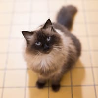 LUNA A17324, chatte à adopter