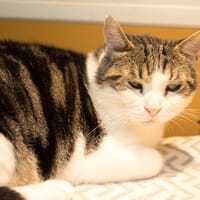 RUSTYCHOU A17415, chat à adopter