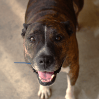 Jenna, chienne à adopter
