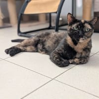 Oween, chatte à adopter