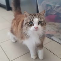 Minou, chat à adopter