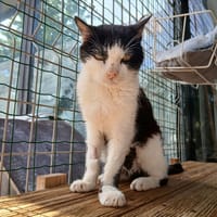ELIOTT, chat à adopter