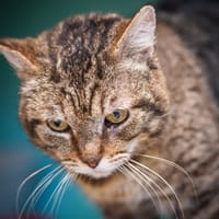 ASTOR, chat à adopter