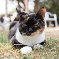 RAIA A17234, chatte à adopter