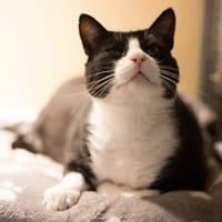 OSCAR A17365, chat à adopter