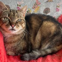 VETONEN, chat à adopter