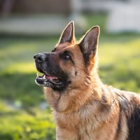 Orla, chienne à adopter