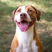 MAC QUEEN OAA19389, chien à adopter
