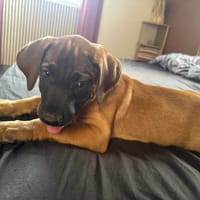 Banjo, un amour de toutou, chien à adopter