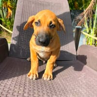 Haut les mains, je suis BANDIT !, chien à adopter
