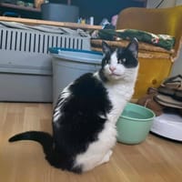Nora, female cat to adopt